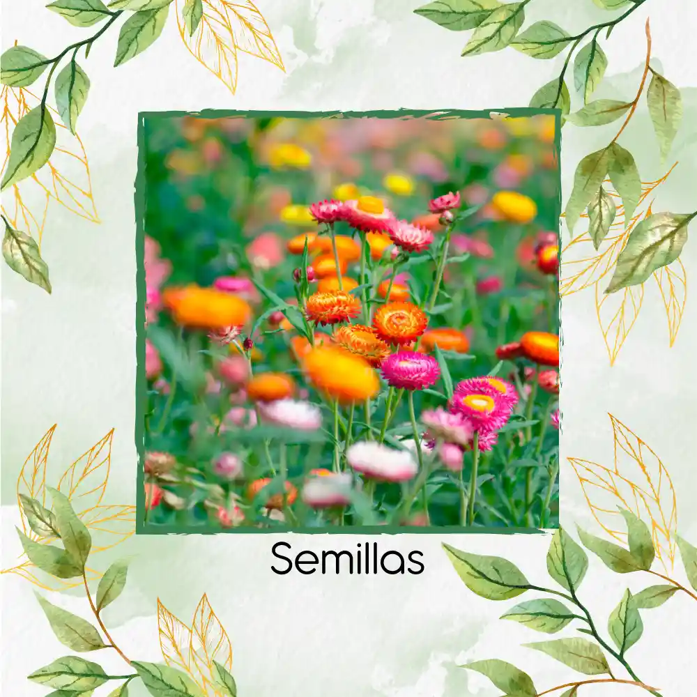 320 Semillas Orgánicas Flor De Paja Doble Alta