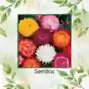 320 Semillas Orgánicas Flor De Paja Doble Alta