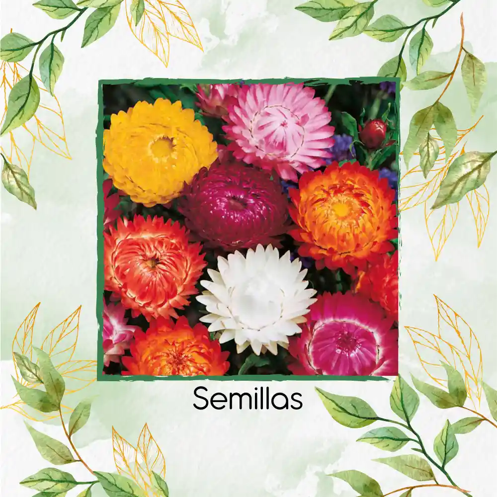 320 Semillas Orgánicas Flor De Paja Doble Alta