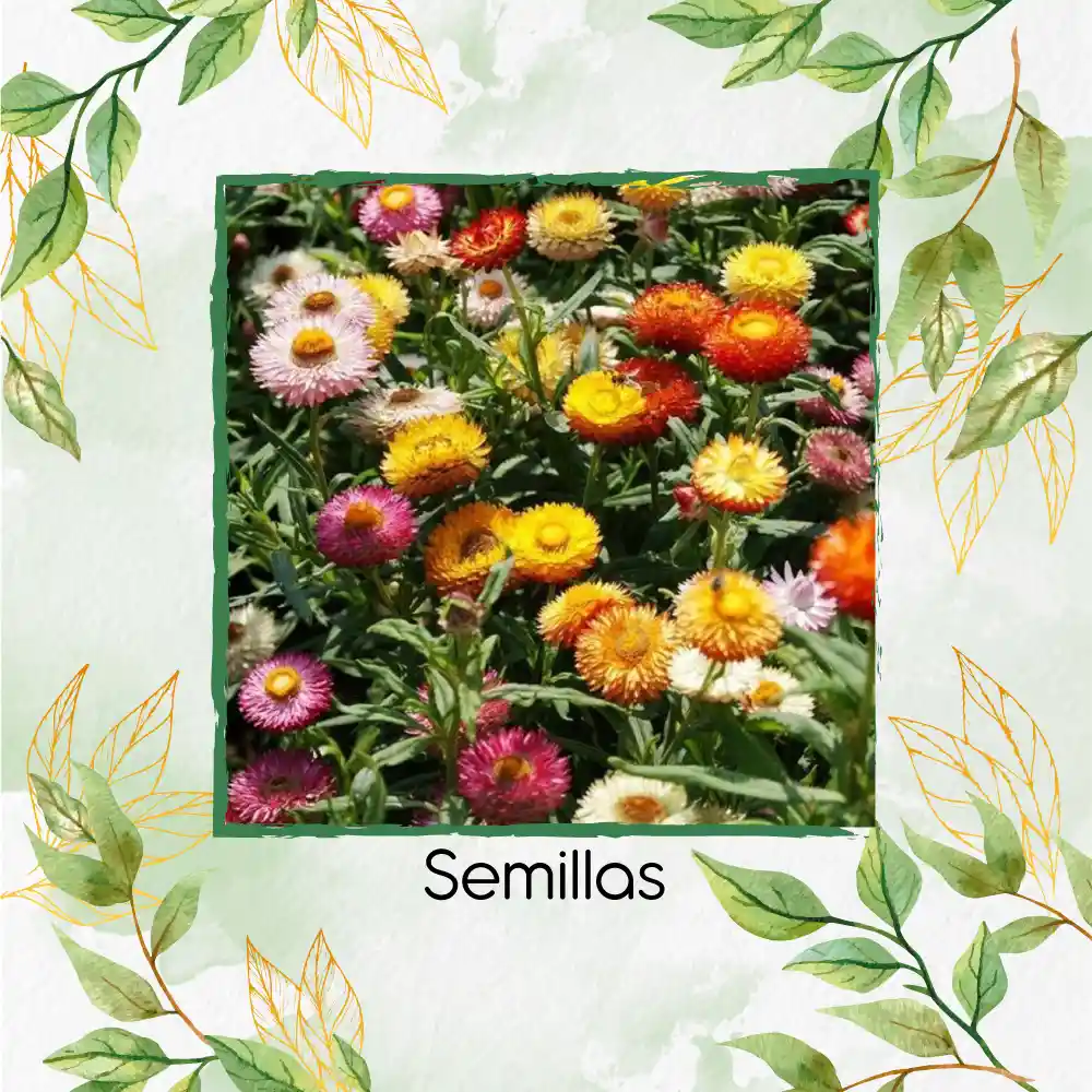 320 Semillas Orgánicas Flor De Paja Doble Alta