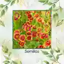 5 Semillas Orgánicas De Flor Manta De Gallardía