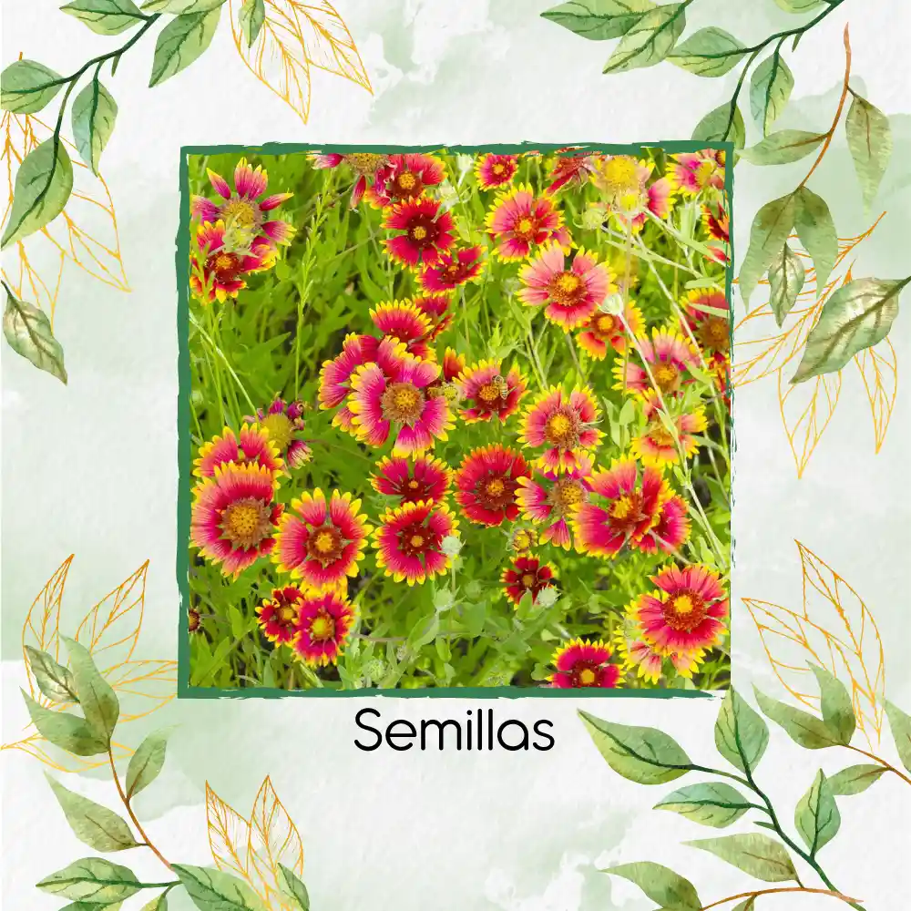 5 Semillas Orgánicas De Flor Manta De Gallardía