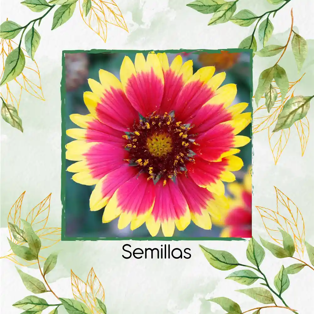 5 Semillas Orgánicas De Flor Manta De Gallardía