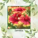 5 Semillas Orgánicas De Flor Manta De Gallardía