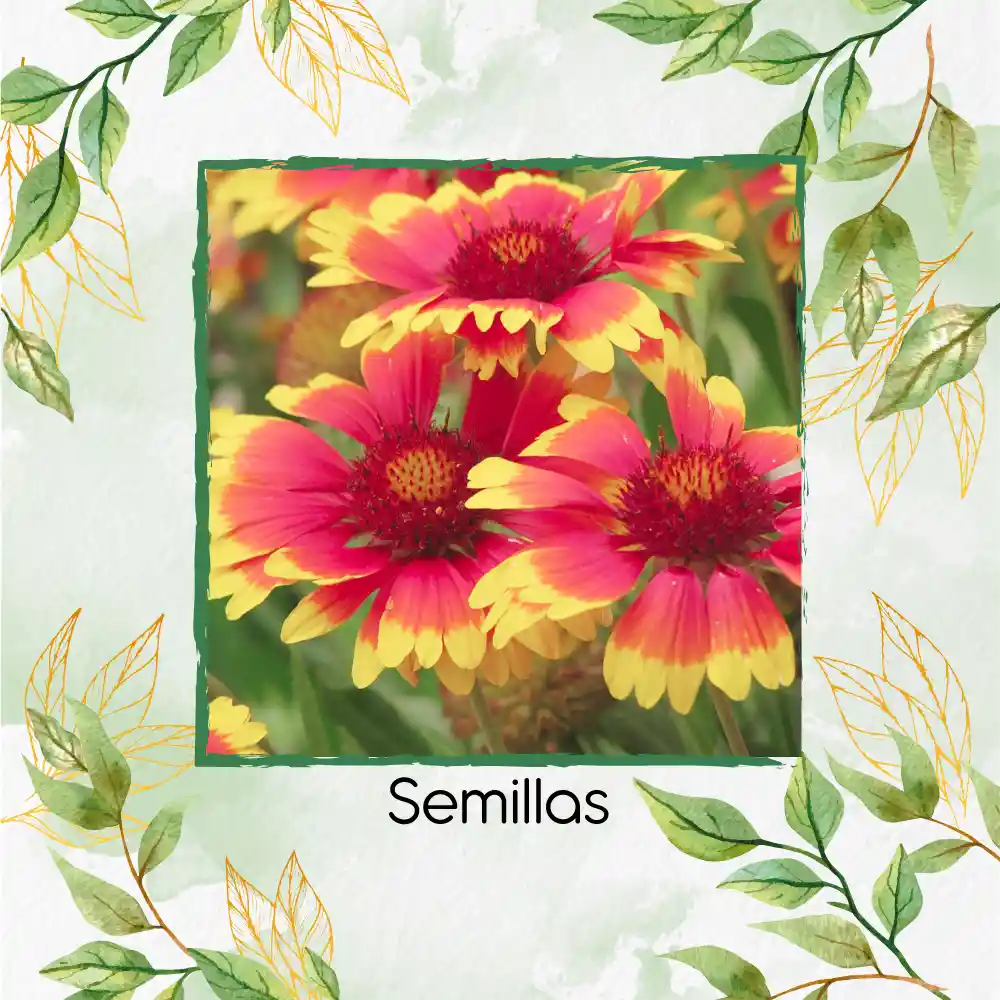 20 Semillas Orgánicas De Flor Manta De Gallardía