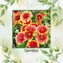 20 Semillas Orgánicas De Flor Manta De Gallardía