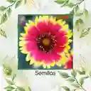 40 Semillas Orgánicas De Flor Manta De Gallardía