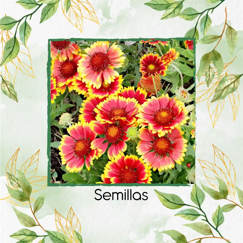 400 Semillas Orgánicas De Flor Manta De Gallardía