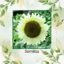 10 Semillas Orgánicas De Flor Girasol Blanco