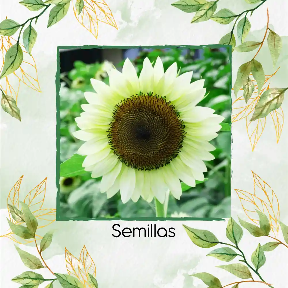 10 Semillas Orgánicas De Flor Girasol Blanco
