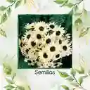 10 Semillas Orgánicas De Flor Girasol Blanco