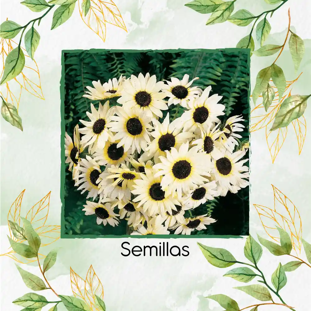 10 Semillas Orgánicas De Flor Girasol Blanco