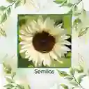 10 Semillas Orgánicas De Flor Girasol Blanco