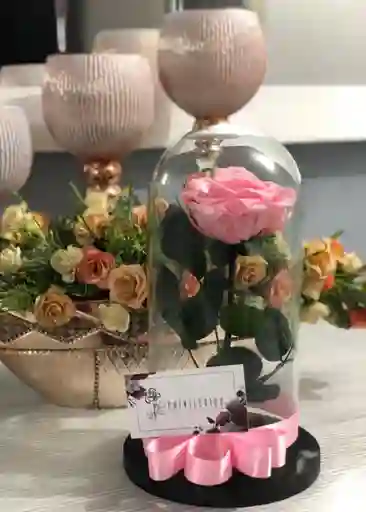 Rosa Preservada