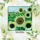 800 Semillas Orgánicas De Flor Girasol Blanco