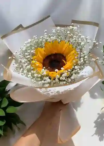 Girasol