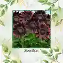 40 Semillas Orgánicas De Flor Girasol Chocolate Cereza