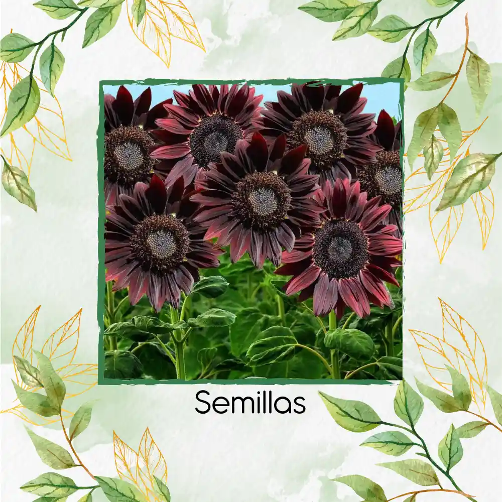 40 Semillas Orgánicas De Flor Girasol Chocolate Cereza