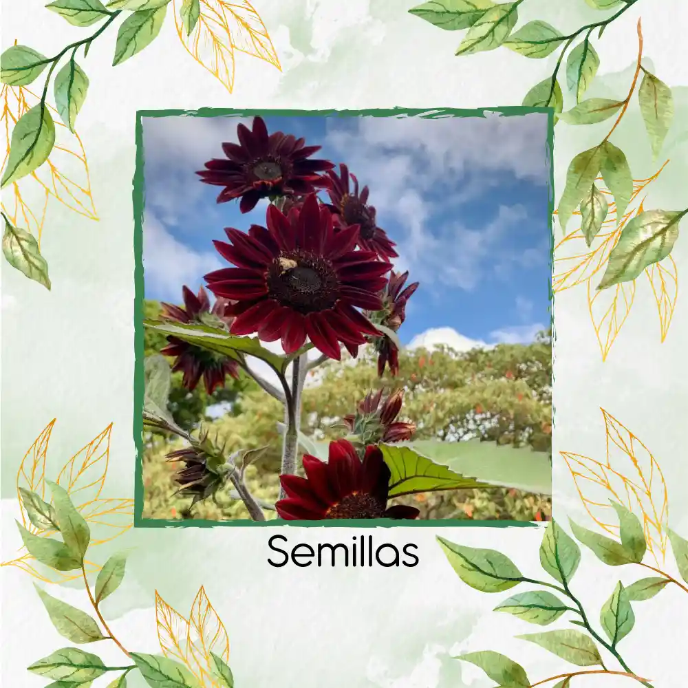 200 Semillas Orgánicas De Flor Girasol Chocolate Cereza