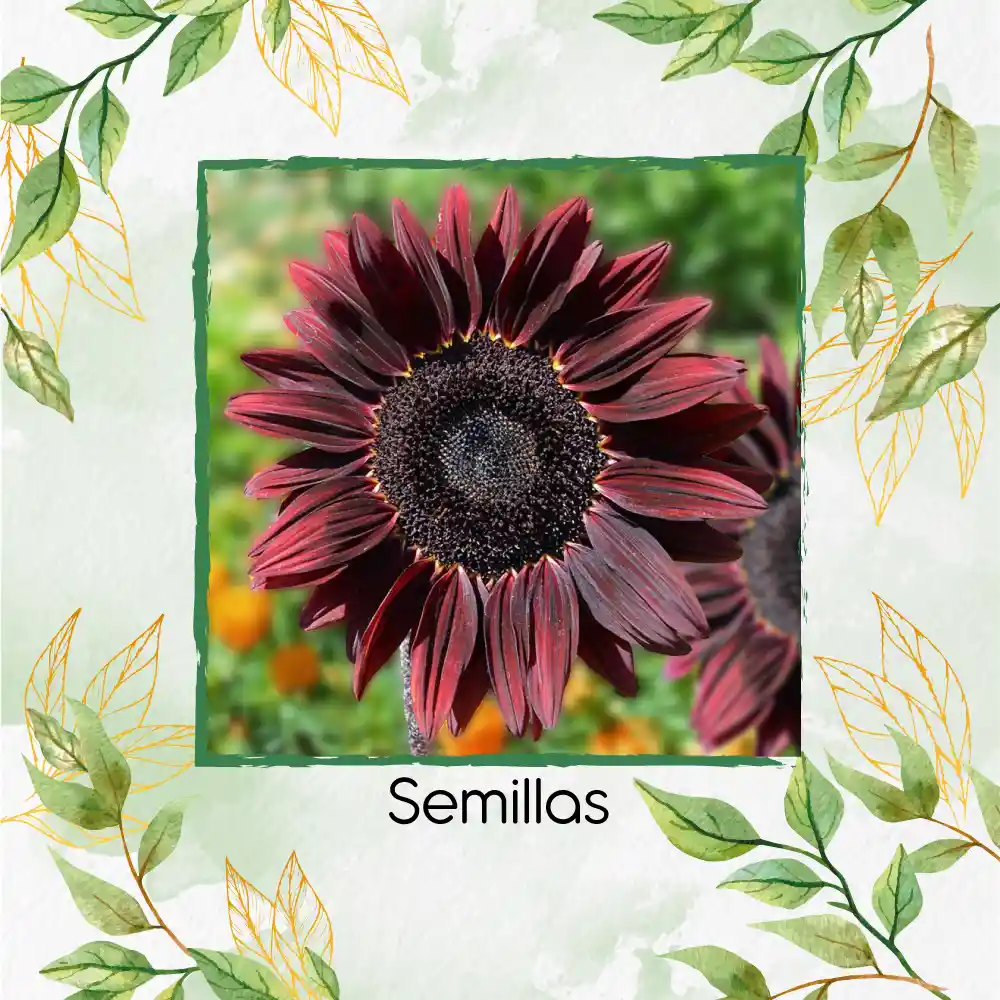 200 Semillas Orgánicas De Flor Girasol Chocolate Cereza