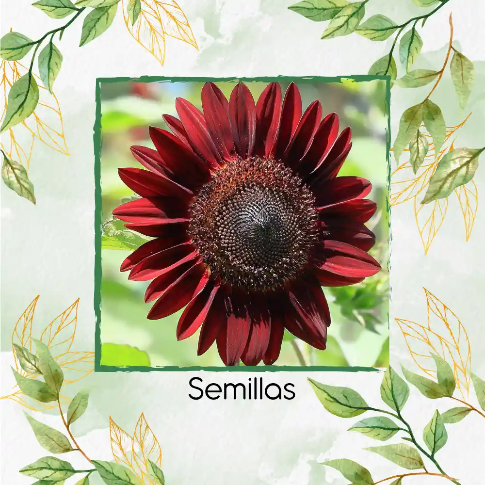 800 Semillas Orgánicas De Flor Girasol Chocolate Cereza
