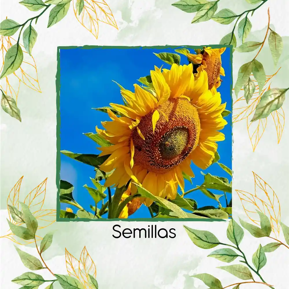 10 Semillas Orgánicas De Girasol Mamut Amarillo
