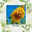 40 Semillas Orgánicas De Girasol Mamut Amarillo