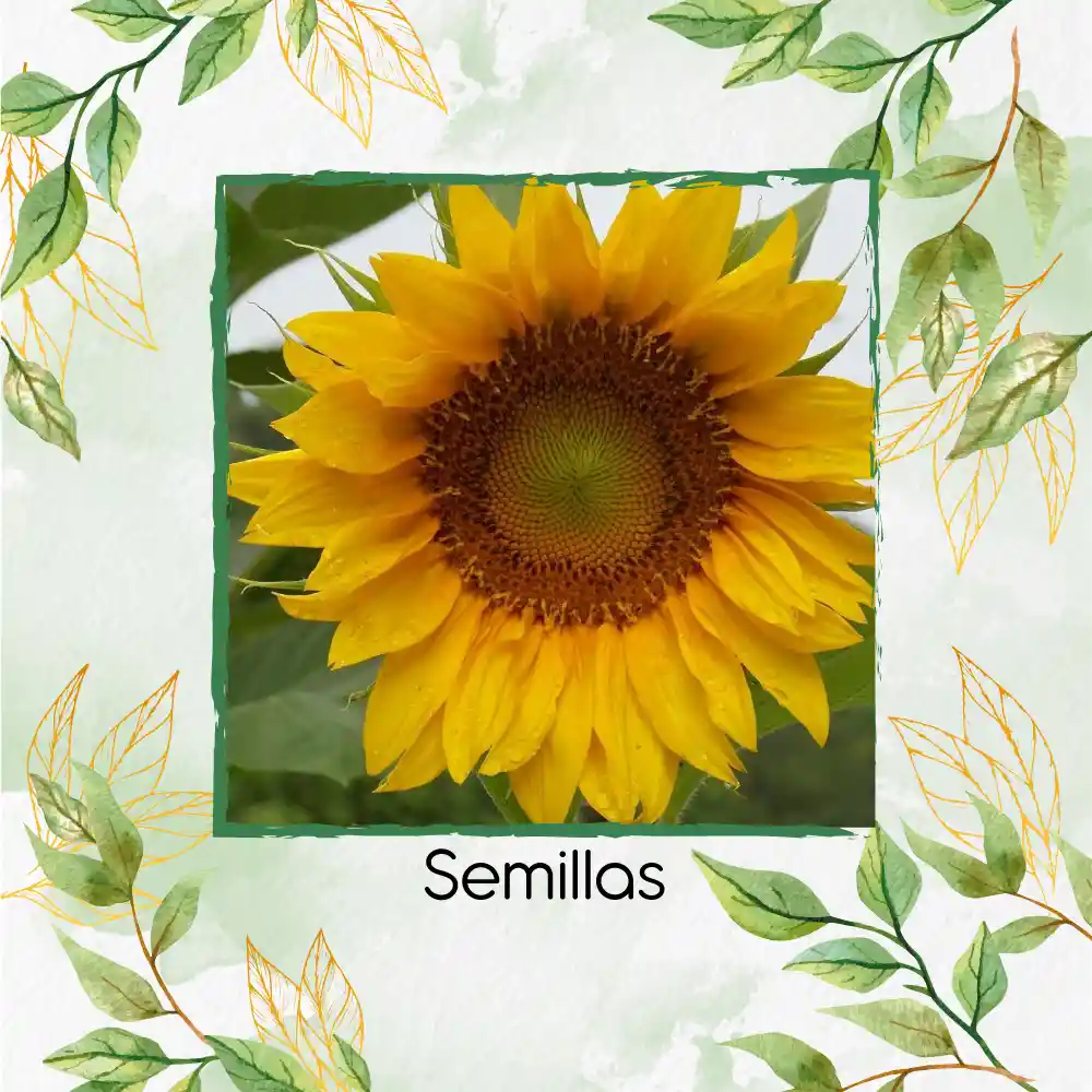 40 Semillas Orgánicas De Girasol Mamut Amarillo