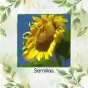 40 Semillas Orgánicas De Girasol Mamut Amarillo