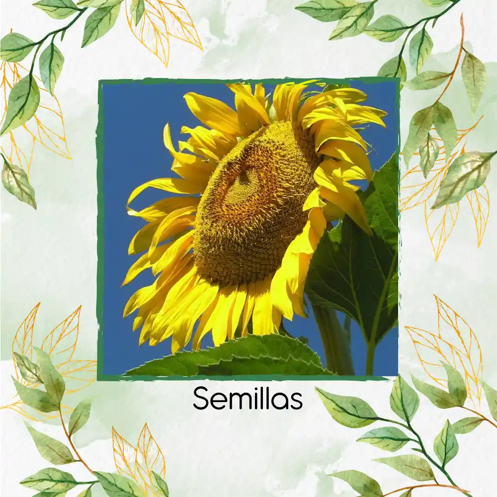 80 Semillas Orgánicas De Girasol Mamut Amarillo