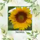 80 Semillas Orgánicas De Girasol Mamut Amarillo