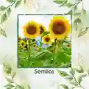 80 Semillas Orgánicas De Girasol Mamut Amarillo