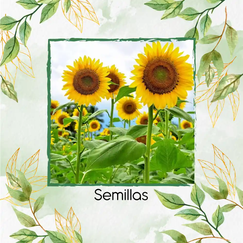 80 Semillas Orgánicas De Girasol Mamut Amarillo