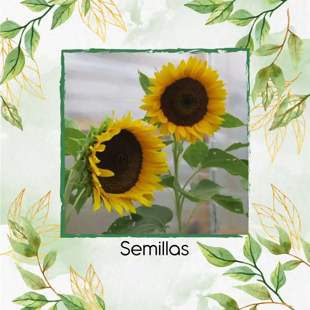 80 Semillas Orgánicas De Girasol Mamut Negro