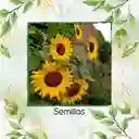 80 Semillas Orgánicas De Girasol Mamut Negro