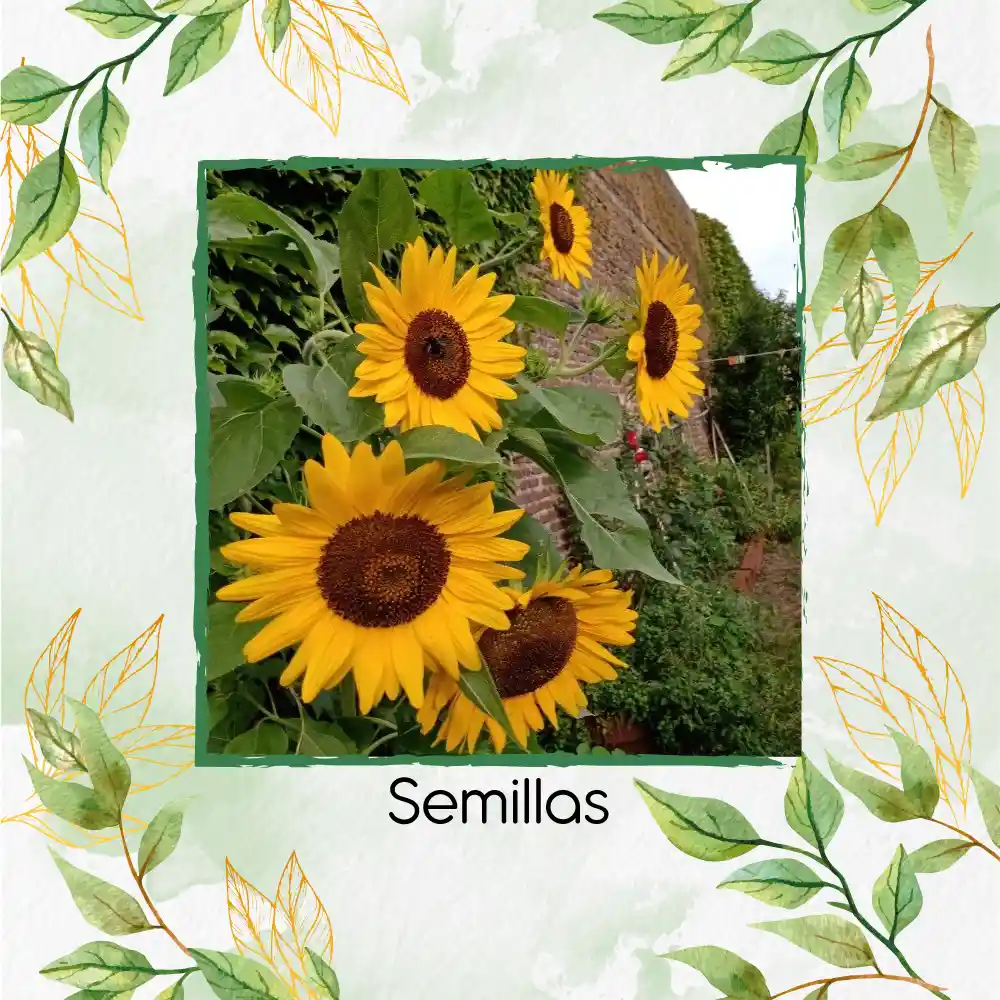 400 Semillas Orgánicas De Girasol Mamut Negro