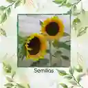 800 Semillas Orgánicas De Girasol Mamut Negro