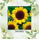 800 Semillas Orgánicas De Girasol Mamut Negro