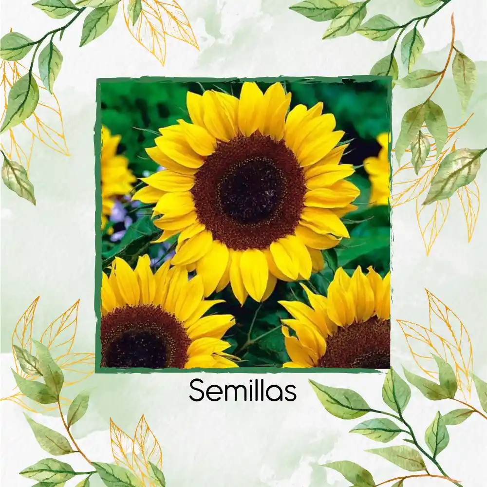 800 Semillas Orgánicas De Girasol Mamut Negro