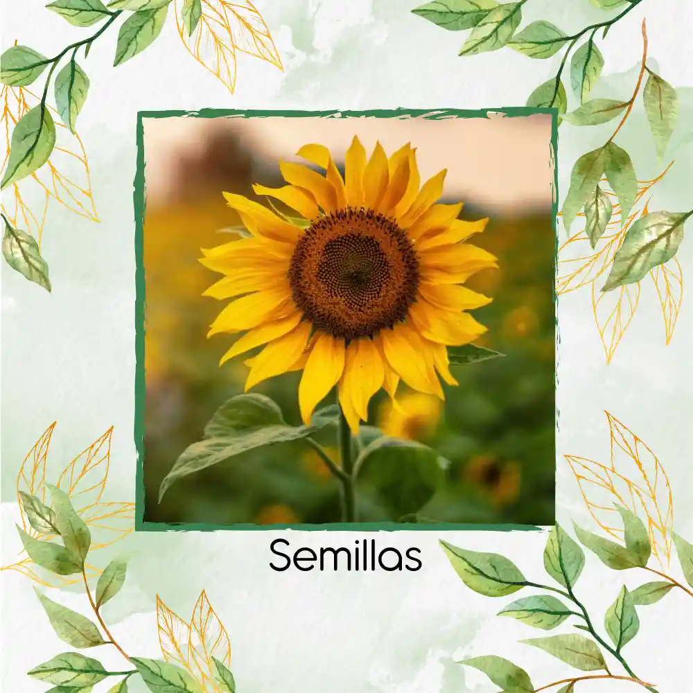 20 Semillas Orgánicas De Flor Girasol Mancha Solar