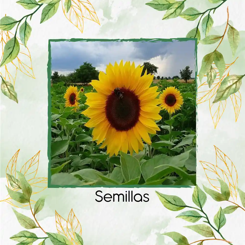 20 Semillas Orgánicas De Flor Girasol Mancha Solar
