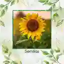 400 Semillas Orgánicas De Flor Girasol Mancha Solar