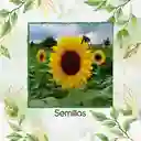 400 Semillas Orgánicas De Flor Girasol Mancha Solar