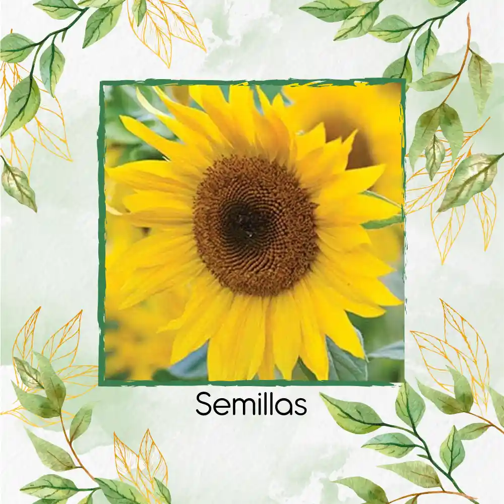 400 Semillas Orgánicas De Flor Girasol Mancha Solar
