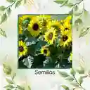 400 Semillas Orgánicas De Flor Girasol Mancha Solar