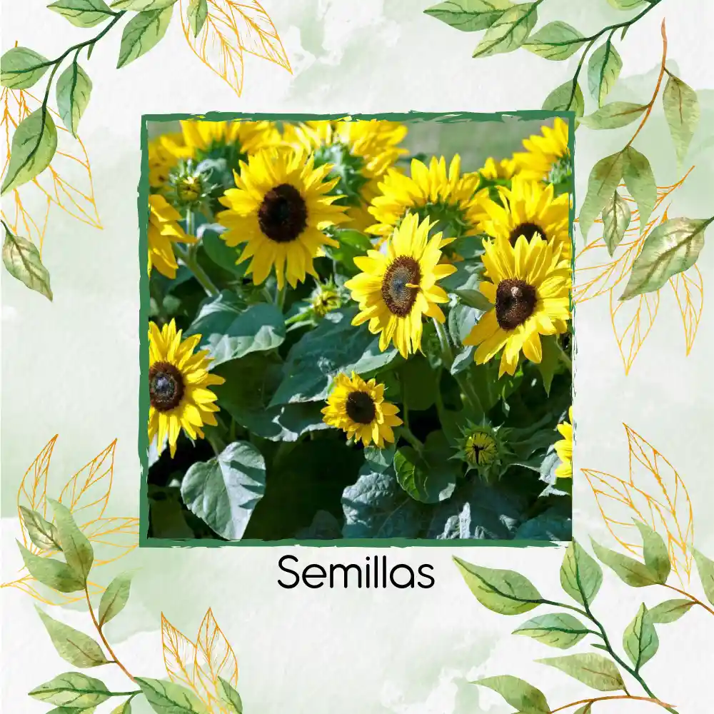 400 Semillas Orgánicas De Flor Girasol Mancha Solar