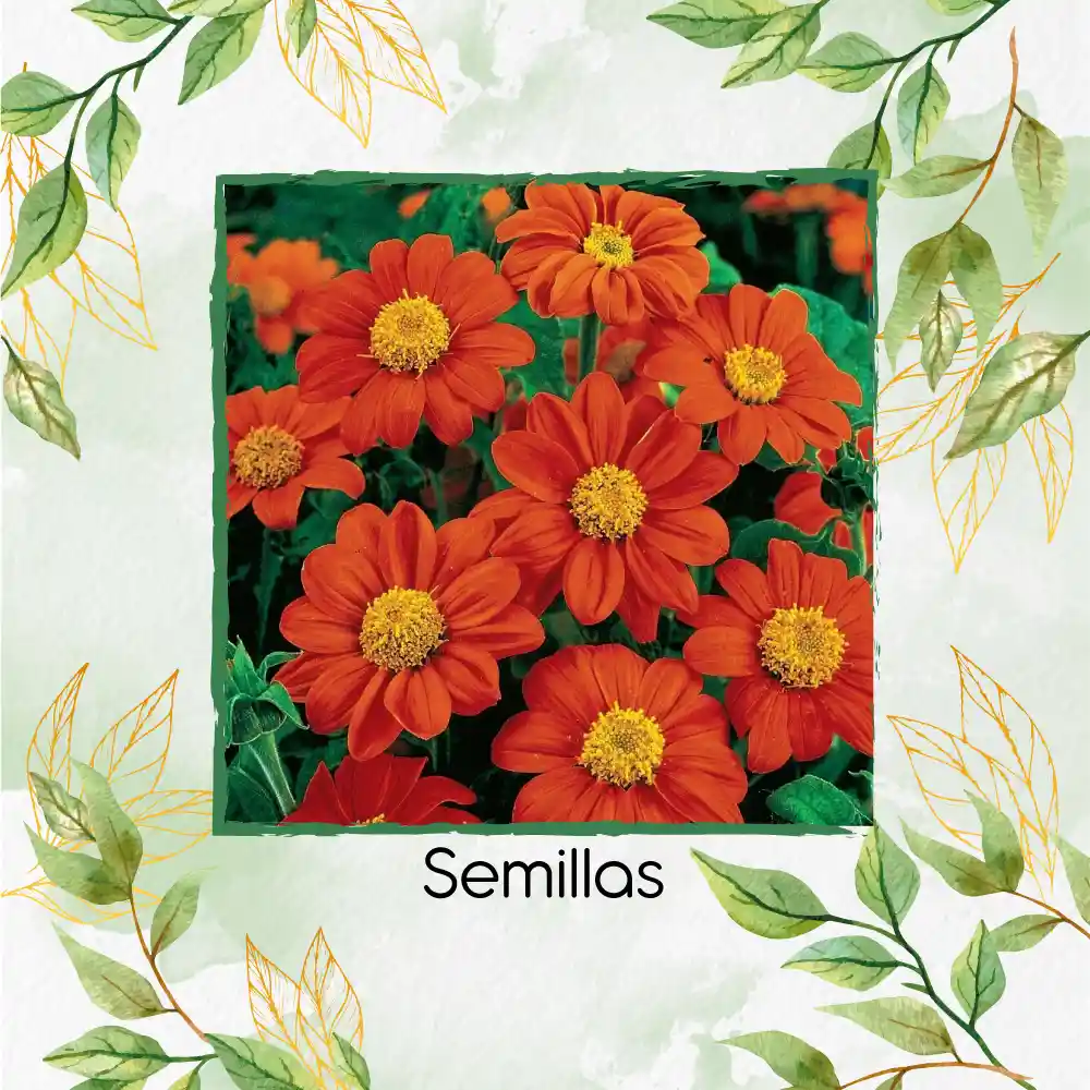 10 Semillas Orgánicas De Flor Girasol Mexicano