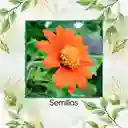 10 Semillas Orgánicas De Flor Girasol Mexicano