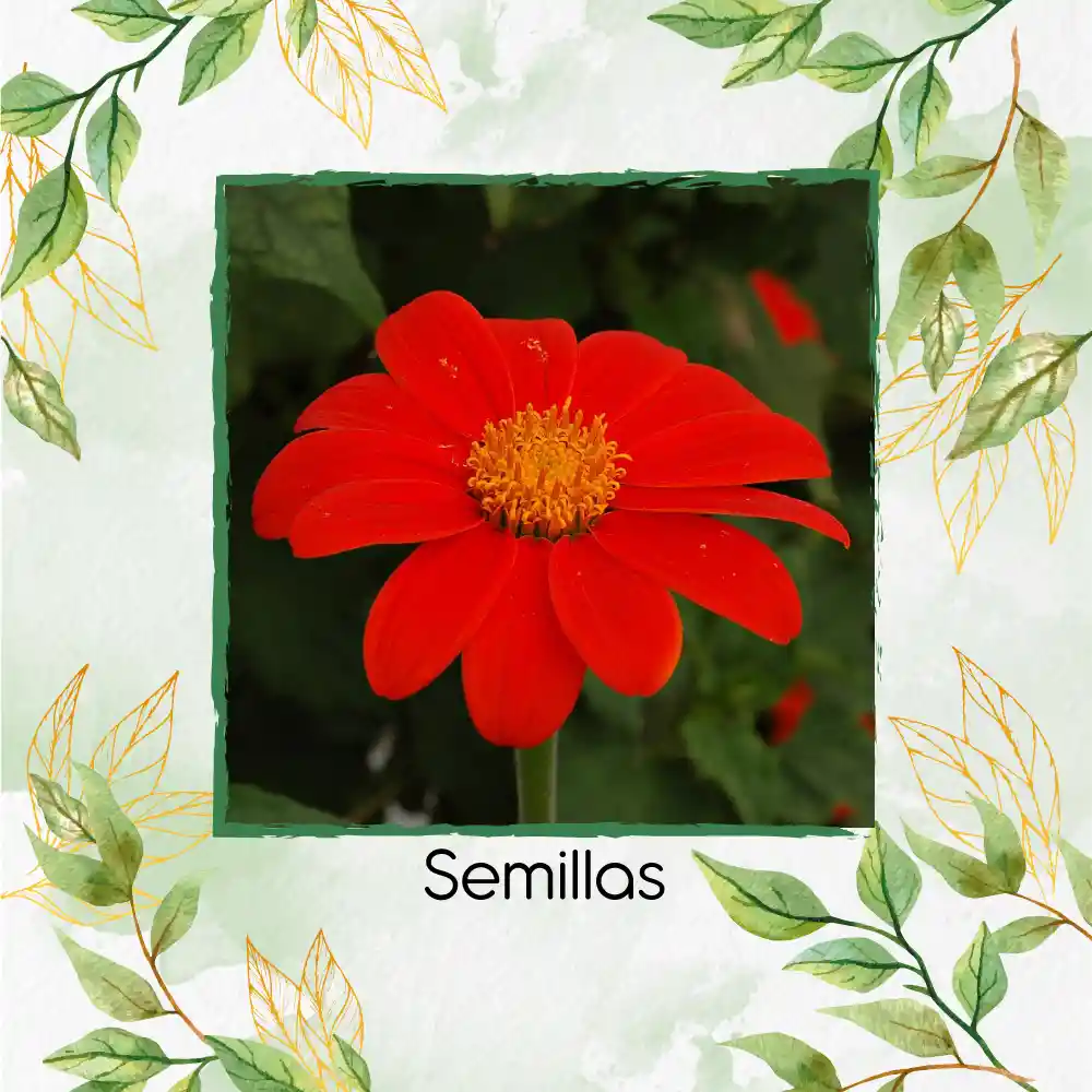 10 Semillas Orgánicas De Flor Girasol Mexicano