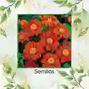 80 Semillas Orgánicas De Flor Girasol Mexicano